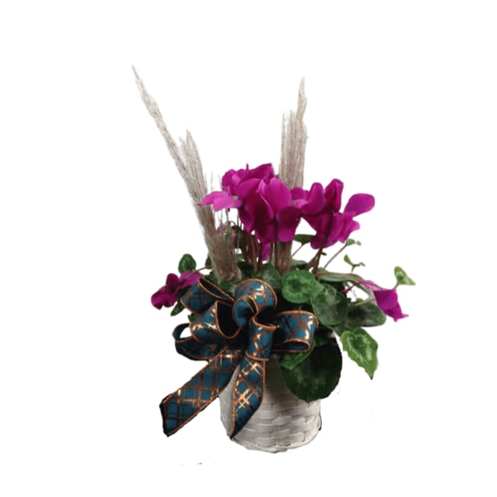 Cyclamen Plant