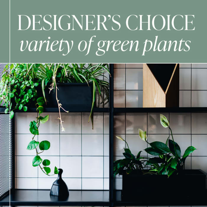 Designer's Choice - Variety of Green Plants