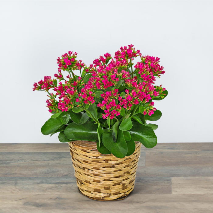 Rosy Bloom Kalanchoe Plant