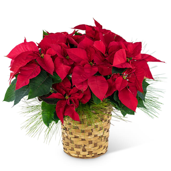 Red Poinsettia Basket