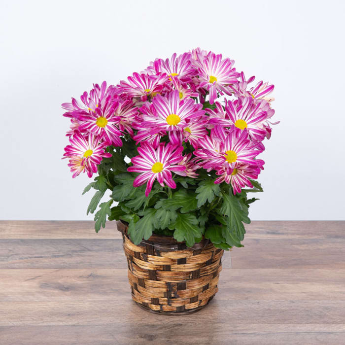 Purple Daisy Chrysanthemum Plant
