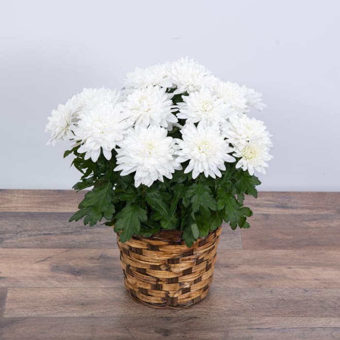 White Chrysanthemum Plant