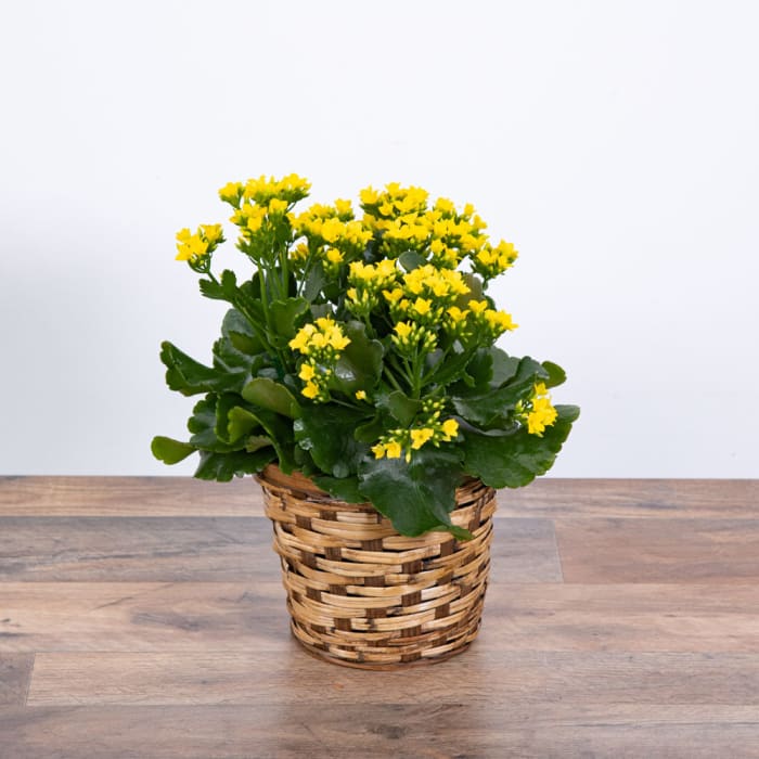 Yellow Kalanchoe Plant