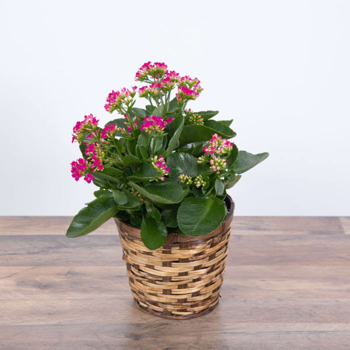 Pink Kalanchoe Plant