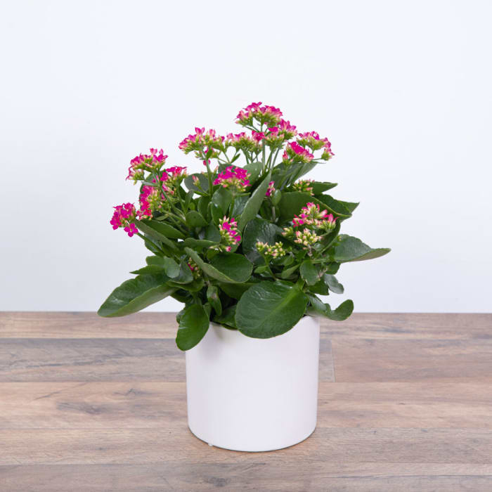 Pink Kalanchoe Plant