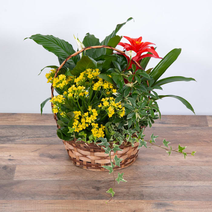 Blooming Dish Garden
