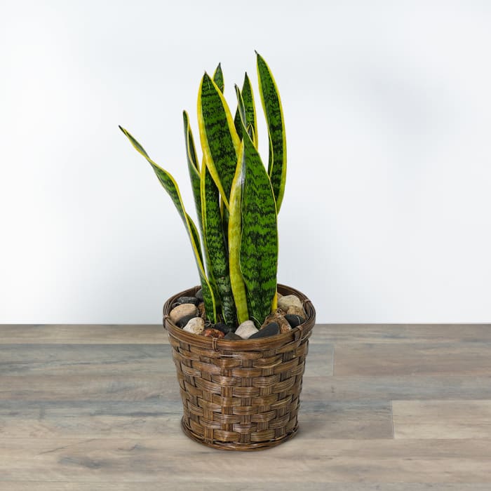 Sansevieria Plant in Basket
