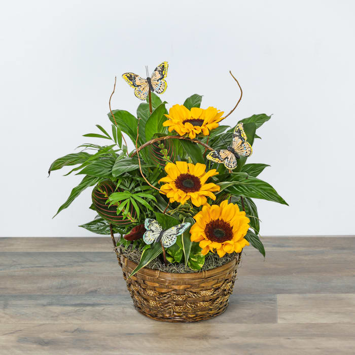 Dish Garden with Sunflowers and Butterflies