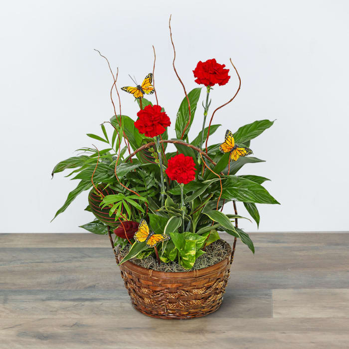 Red Blooms and Butterflies Dish Garden