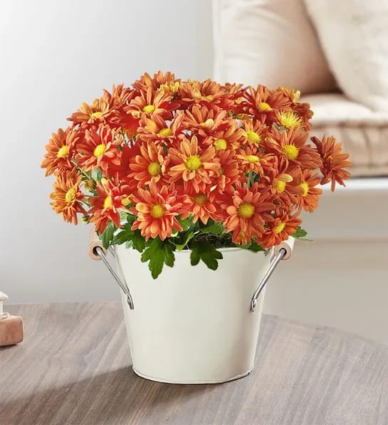 Fall Mum Plant