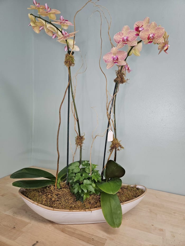 Colorful Orchid Boat