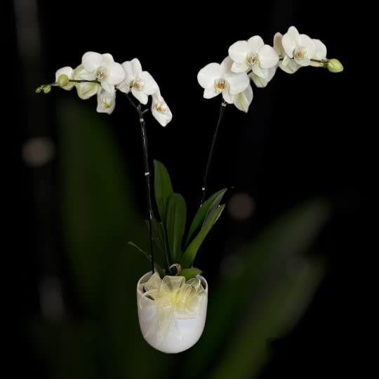 6” Double White Phalaenopsis Orchid