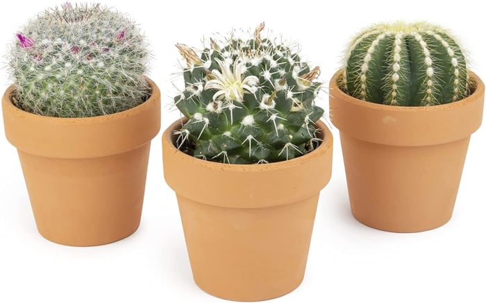 ASSORTED CACTUS PLANT