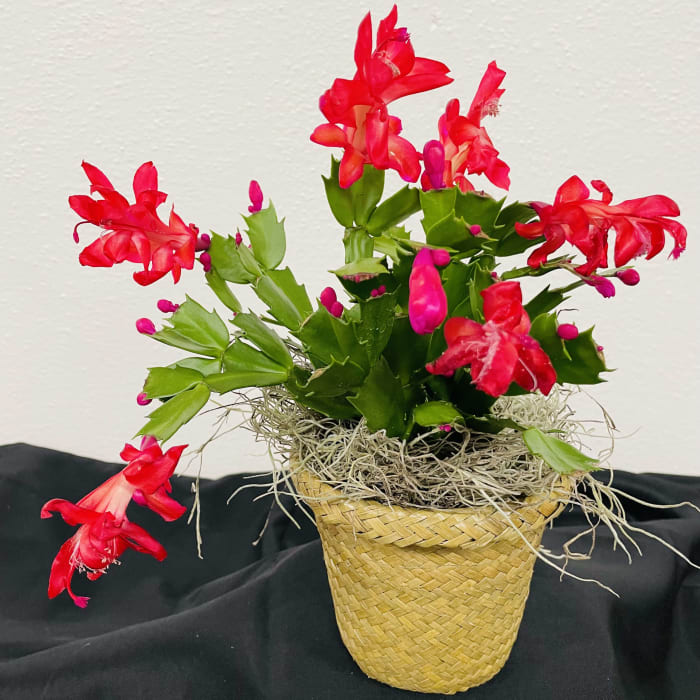Christmas Cactus
