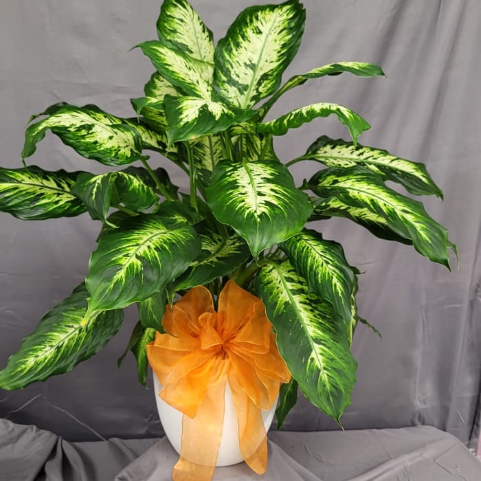 Dieffenbachia