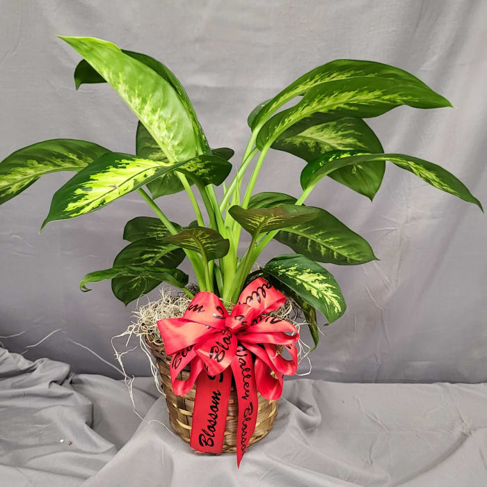 Dieffenbachia