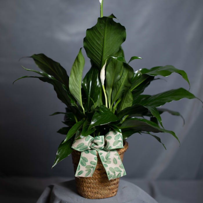 Peace Lily