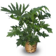 Philodendron