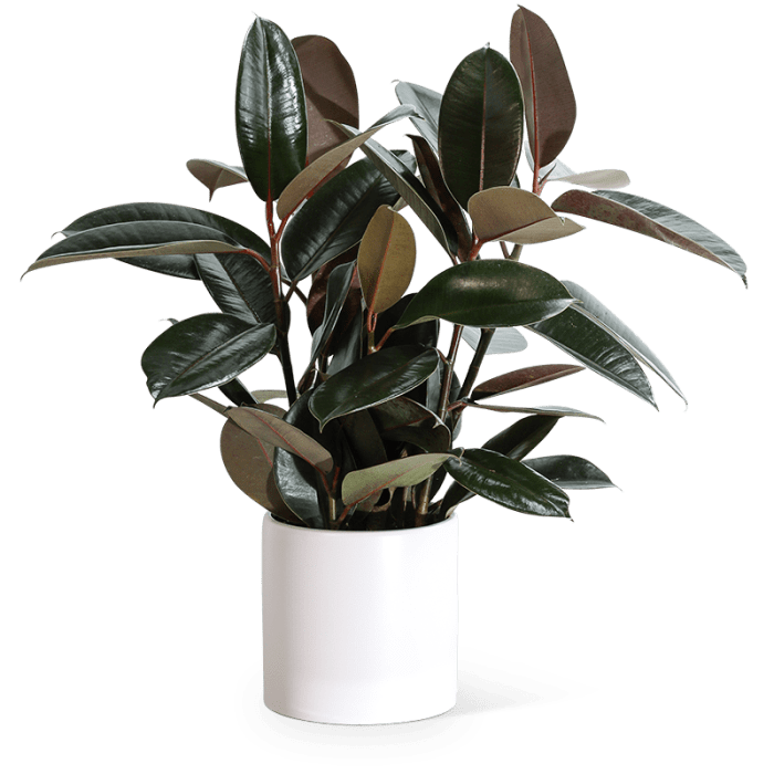 Rubber Plant