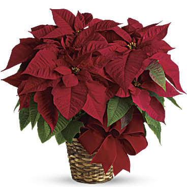 Red Poinsettia