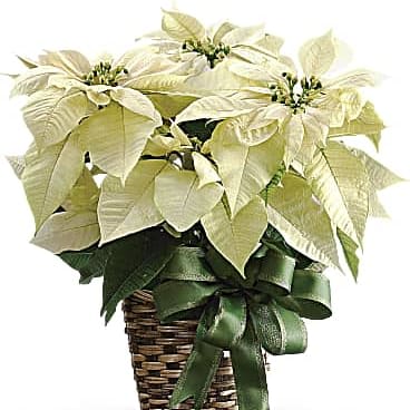 White Poinsettia