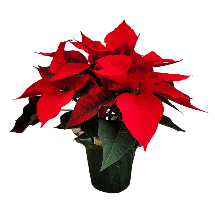 Poinsettia