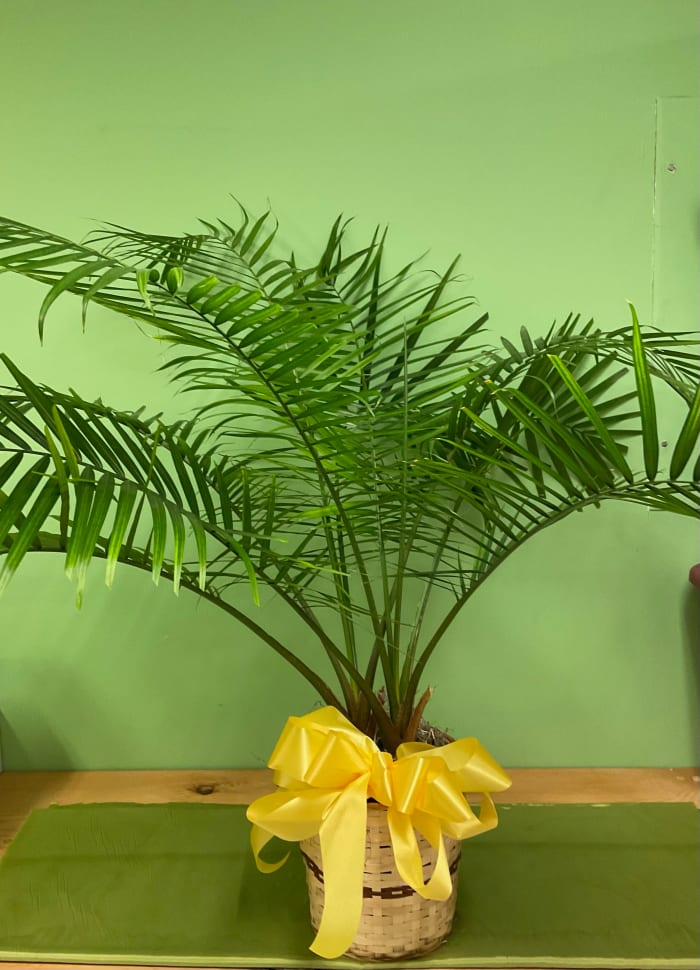 Palm Plant