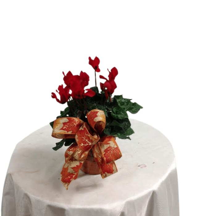 Cyclamen Tabletop