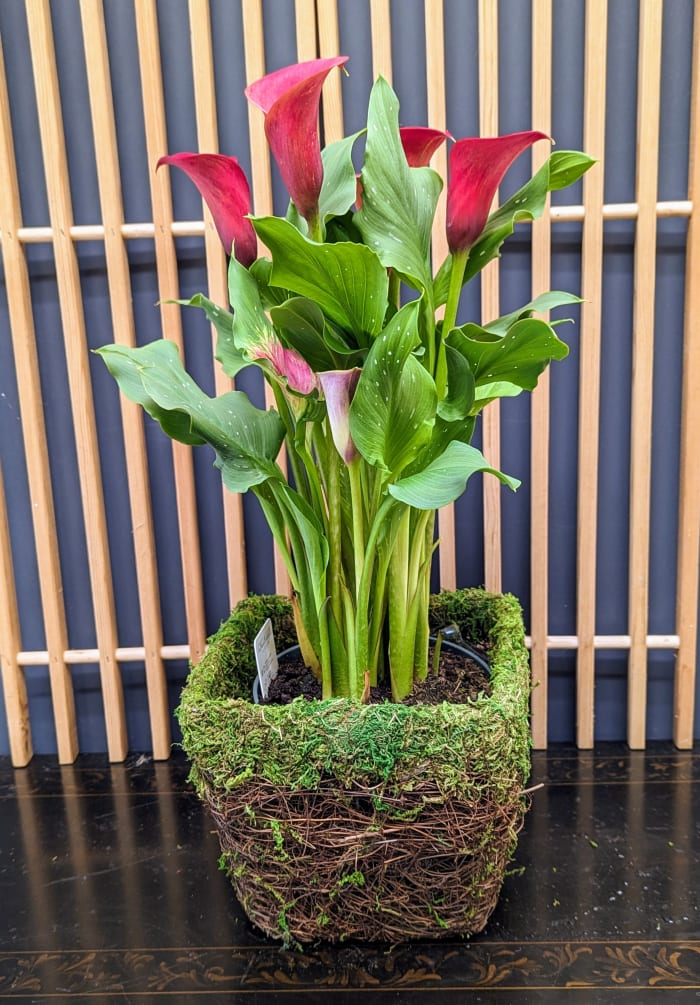 Calla Moss Basket