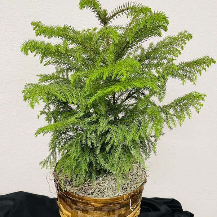 Norfolk Pine