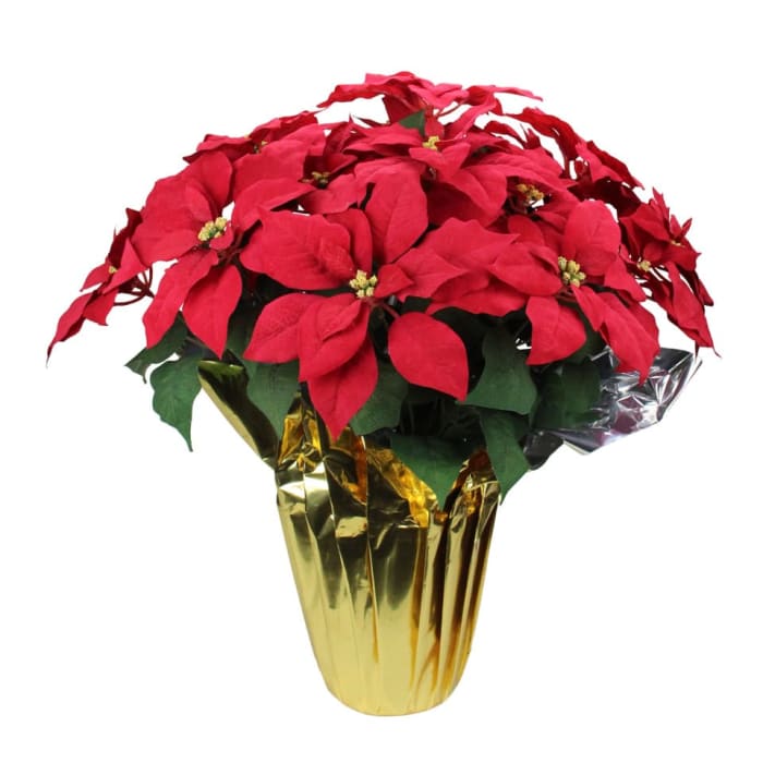 Poinsettia