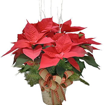 10" Red Poinsettia