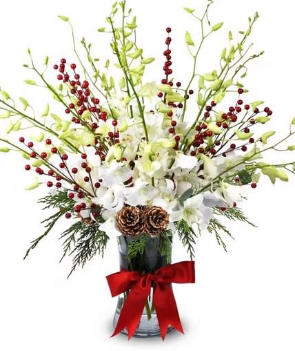 Christmas orchid delight