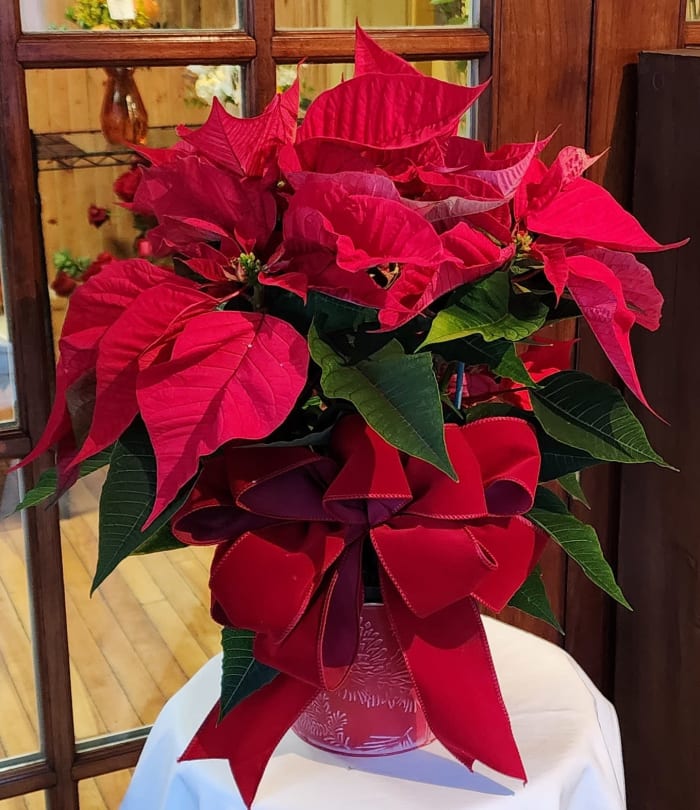 Holiday Poinsettias