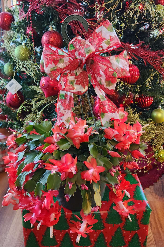Blooming Christmas Cactus