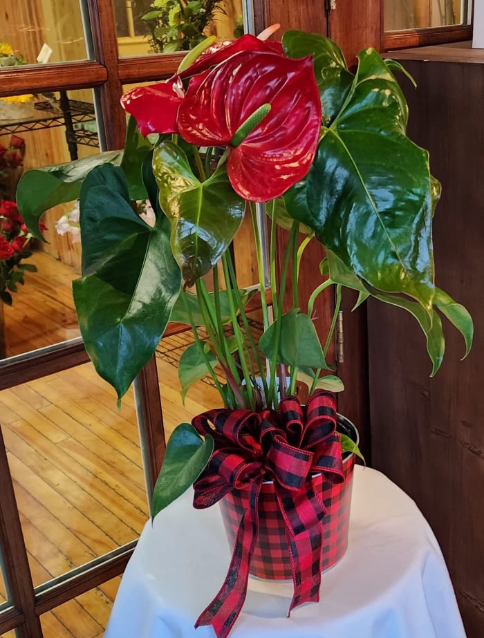 Christmas Anthurium