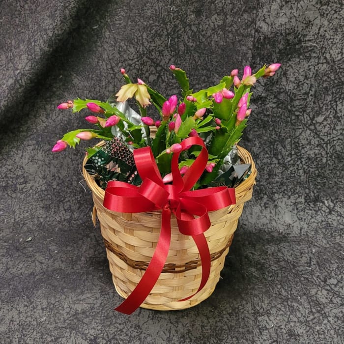 6" CHRISTMAS CACTUS