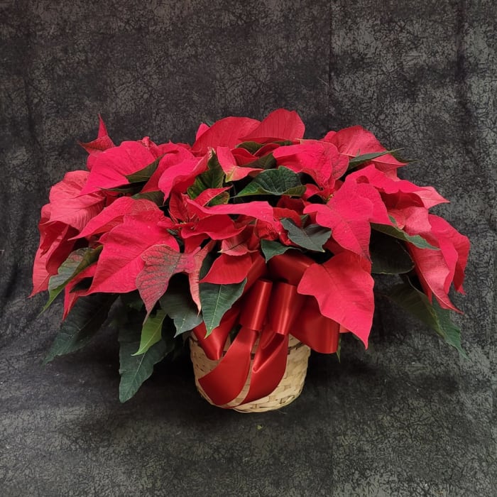 PLBPOI8 - POINSETTIA RED 8 INCH POT