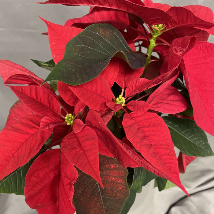 Red Poinsettia