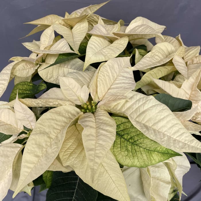 White Poinsettia