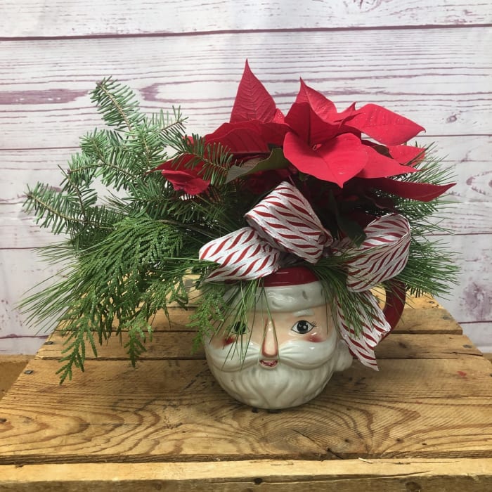 Poinsettias in Holiday Container