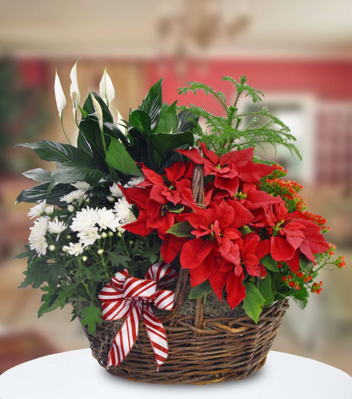 Holiday  Poinsettia Dish Garden