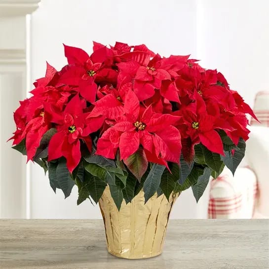 Red Holiday Poinsettia Floor Plant