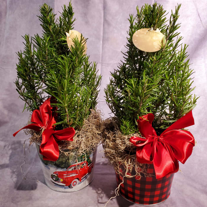 Rosemary Christmas Tree