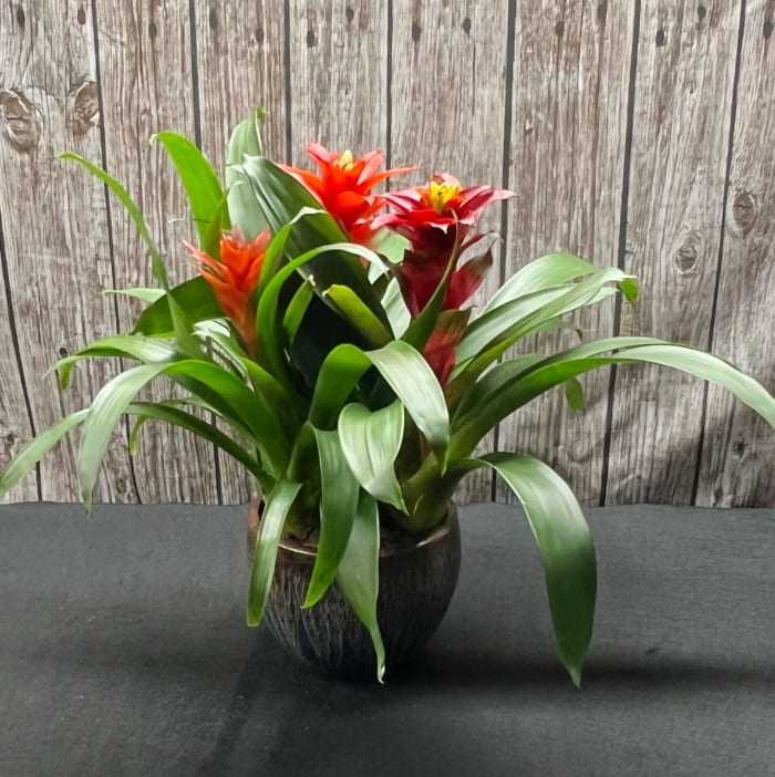 Triple Bromeliad Pot