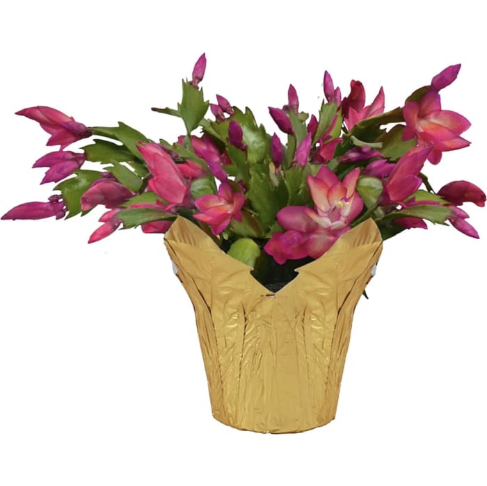 Christmas Cactus