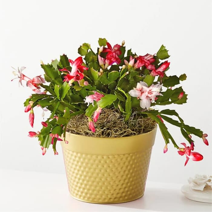 Merry Christmas Cactus