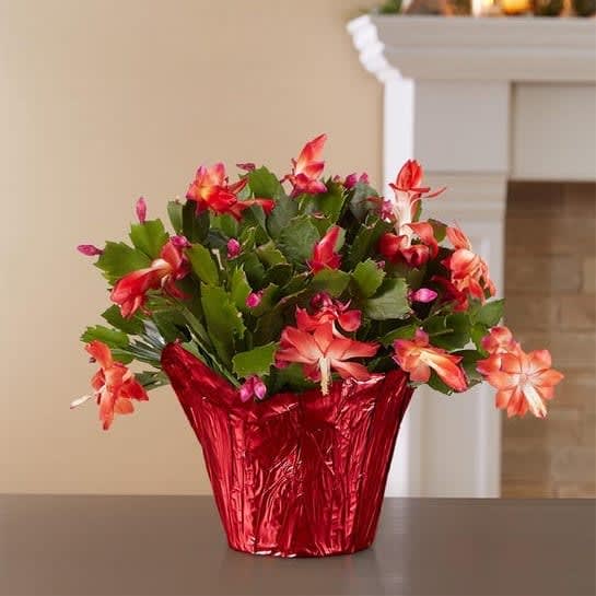 Christmas Cactus