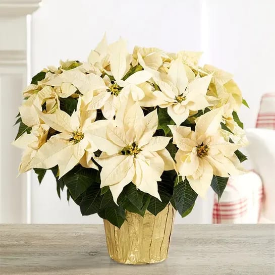 White Holiday Poinsettia Floor Plant