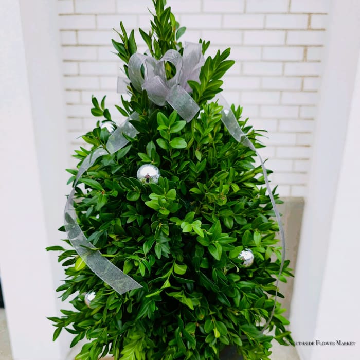 Mini Boxwood Christmas Tree Deluxe